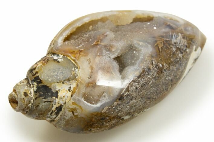 Chalcedony Replaced Gastropod With Sparkly Quartz - India #318693